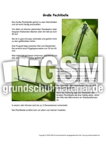 Große-Pechlibelle-Steckbrief.pdf